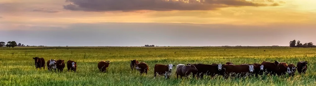 Imagen de La Pampa Argentina